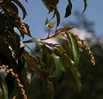 Croton gratissimus var. gratissimus