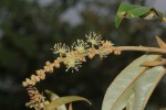 Croton gratissimus var. gratissimus