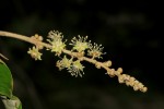 Croton gratissimus var. gratissimus