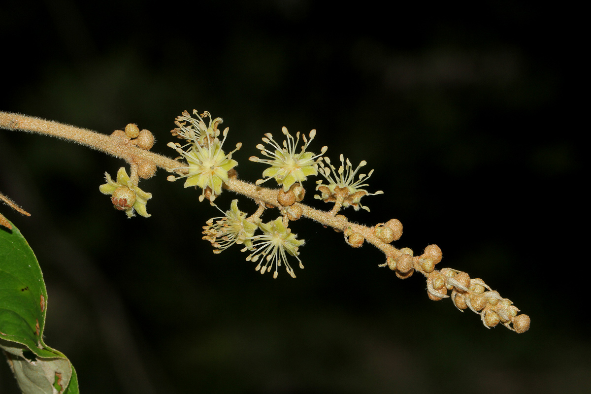 Croton gratissimus var. gratissimus