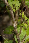Croton madandensis
