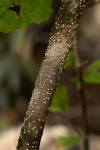 Croton madandensis
