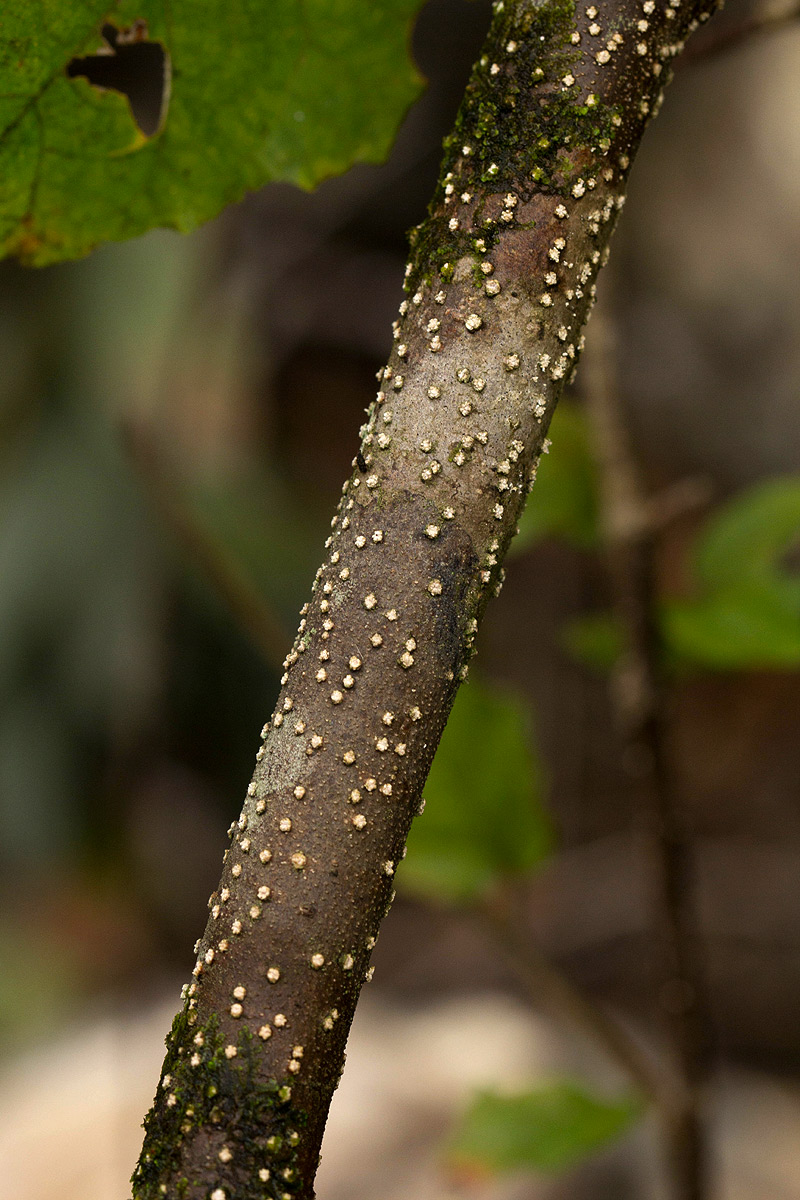 Croton madandensis