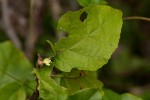 Croton madandensis