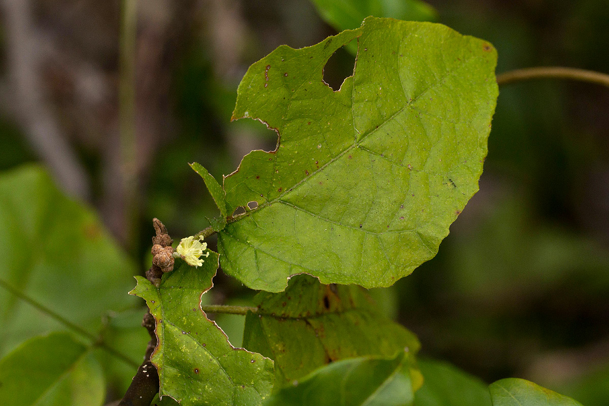 Croton madandensis