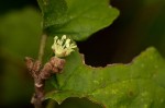 Croton madandensis