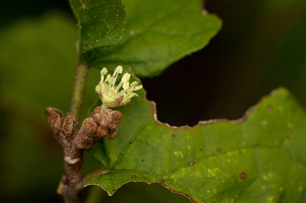 Croton madandensis
