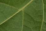 Croton madandensis