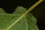 Croton madandensis