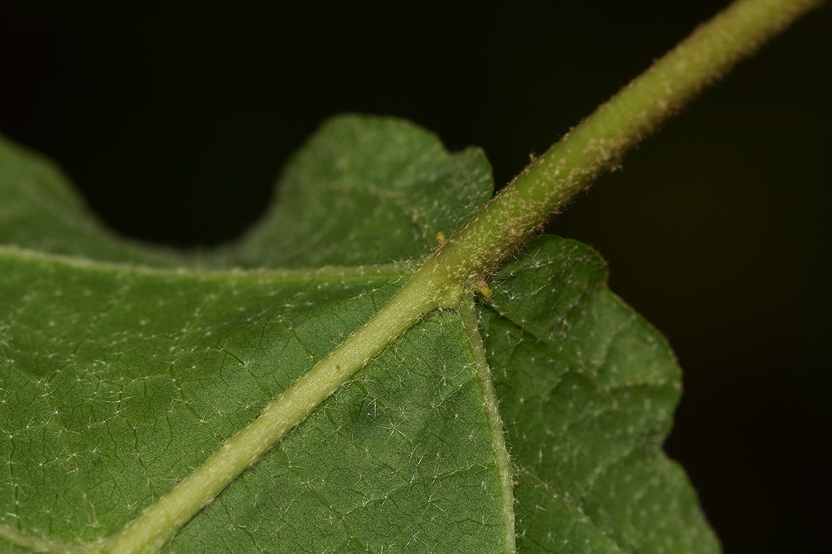 Croton madandensis