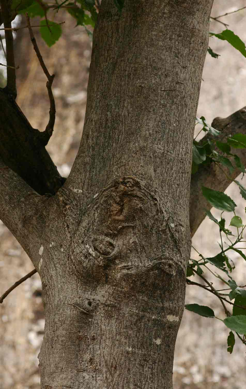 Croton megalobotrys
