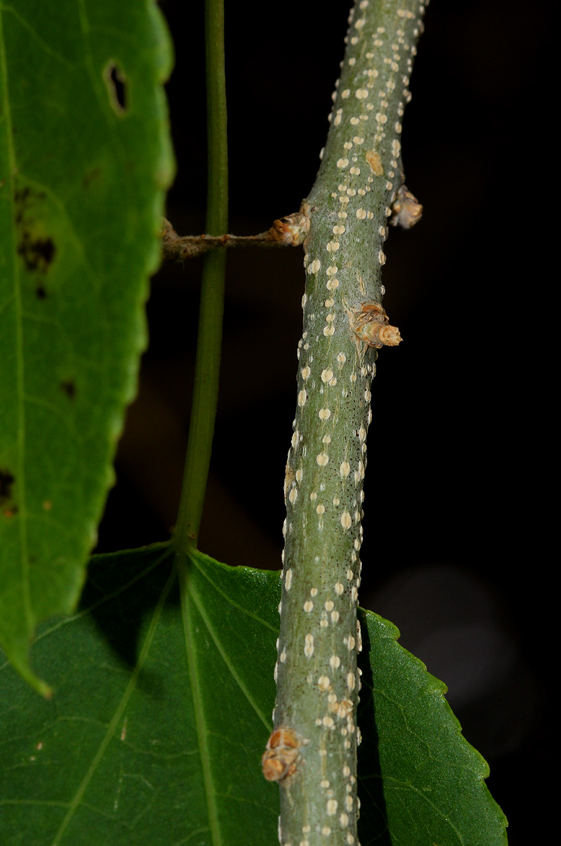 Croton megalobotrys