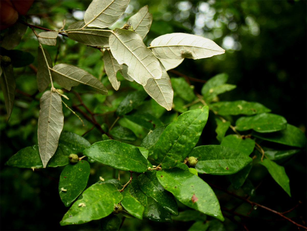 Croton menyharthii