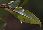 Croton pseudopulchellus