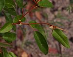 Croton pseudopulchellus