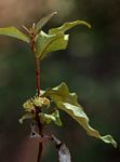 Croton pseudopulchellus
