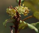Croton pseudopulchellus