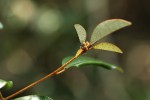 Croton pseudopulchellus