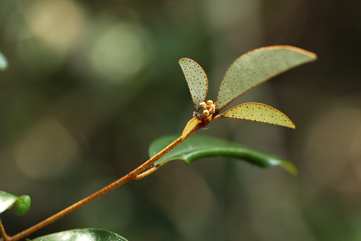Croton pseudopulchellus