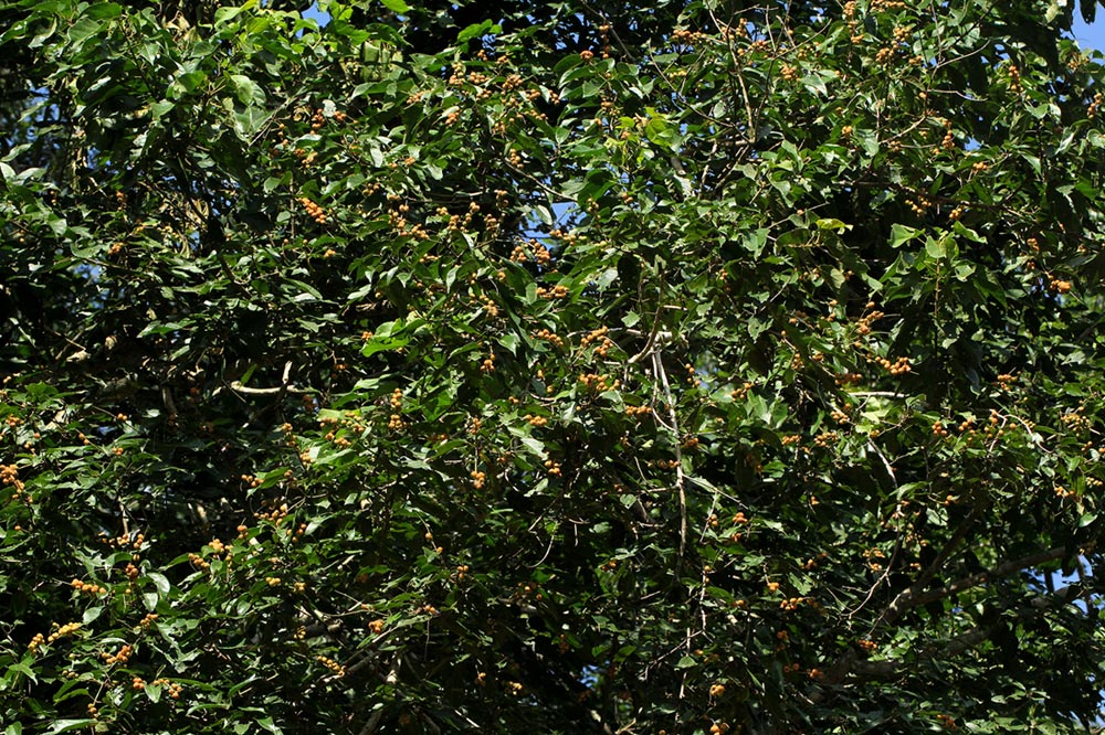 Croton sylvaticus