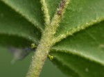 Croton sylvaticus