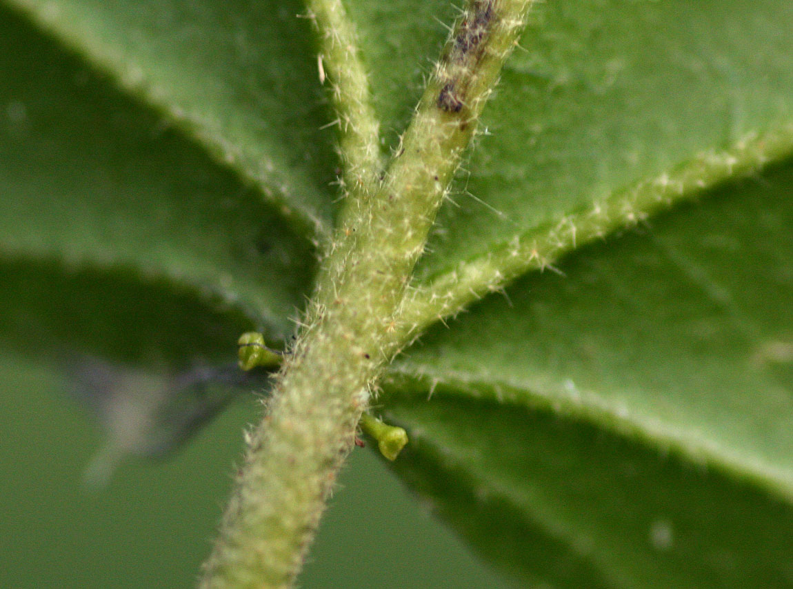 Croton sylvaticus