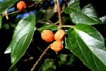 Croton sylvaticus