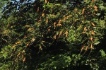Croton sylvaticus
