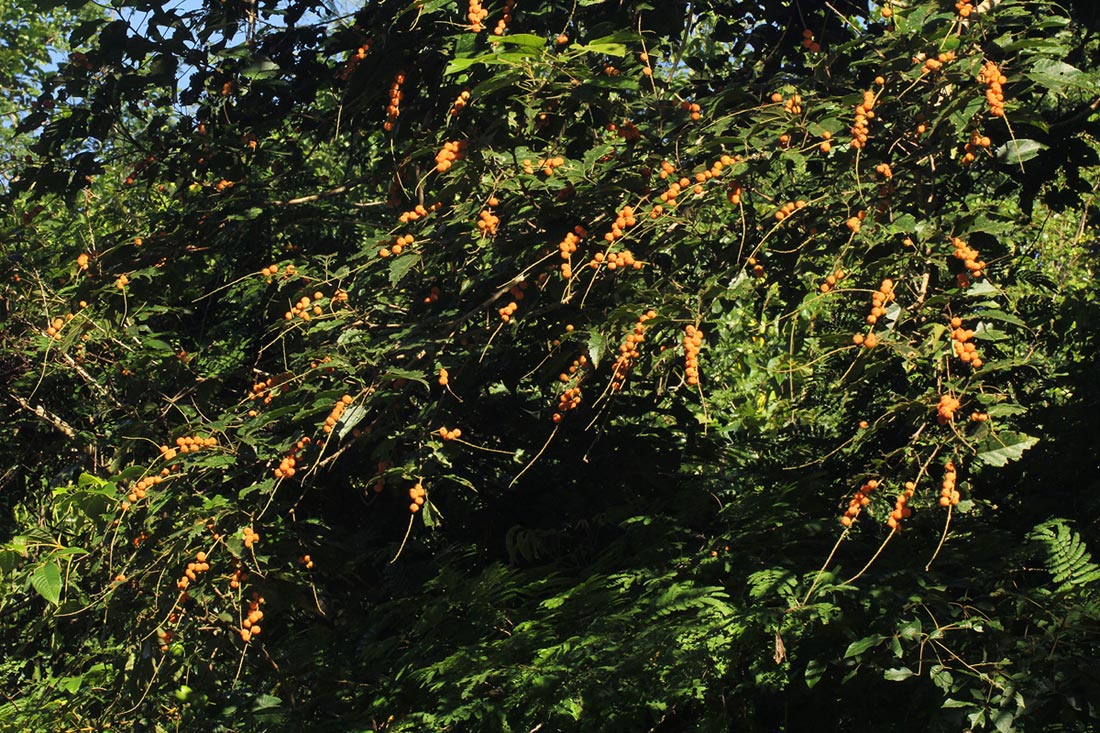 Croton sylvaticus