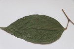 Tannodia swynnertonii
