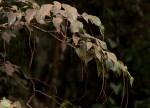 Tannodia swynnertonii