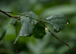 Tannodia swynnertonii