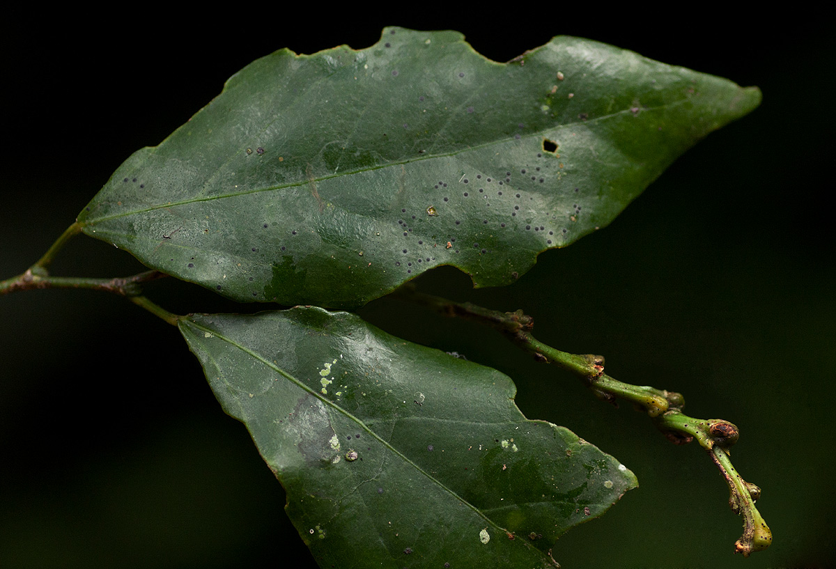 Tannodia swynnertonii