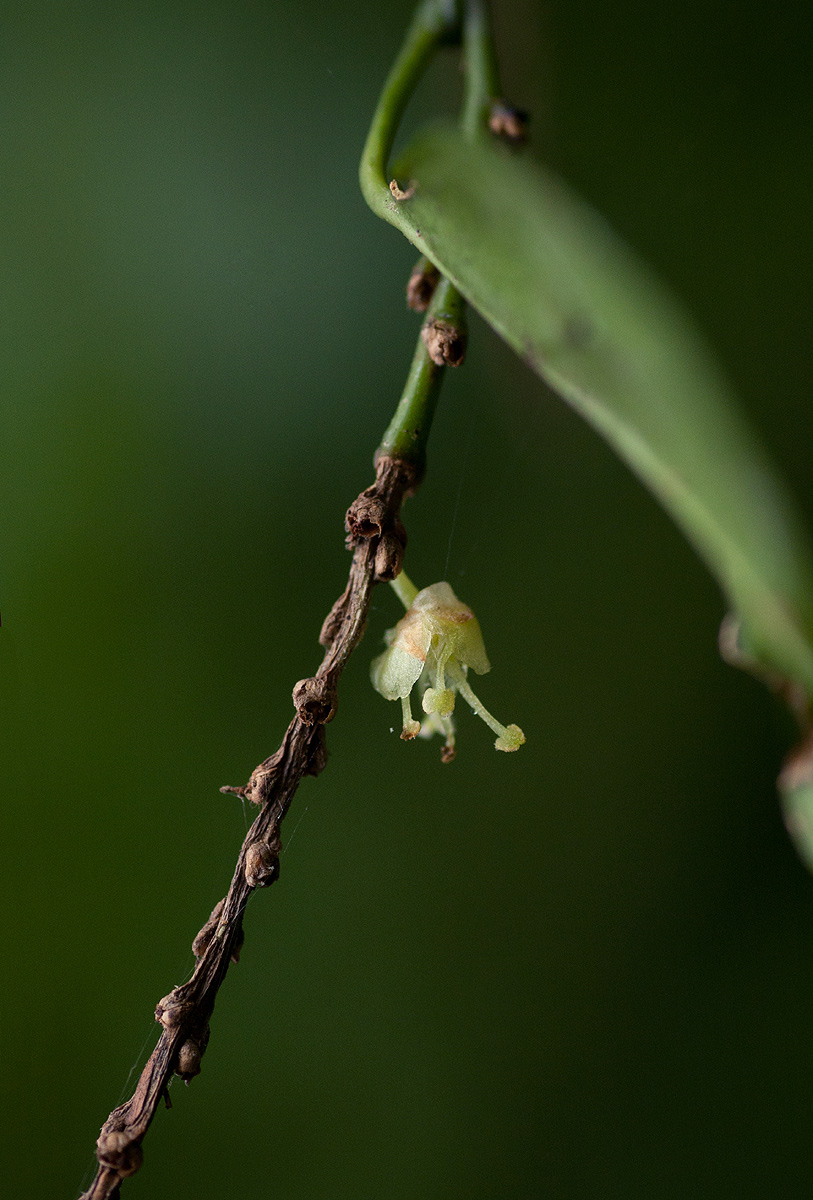 Tannodia swynnertonii