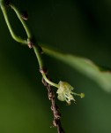 Tannodia swynnertonii