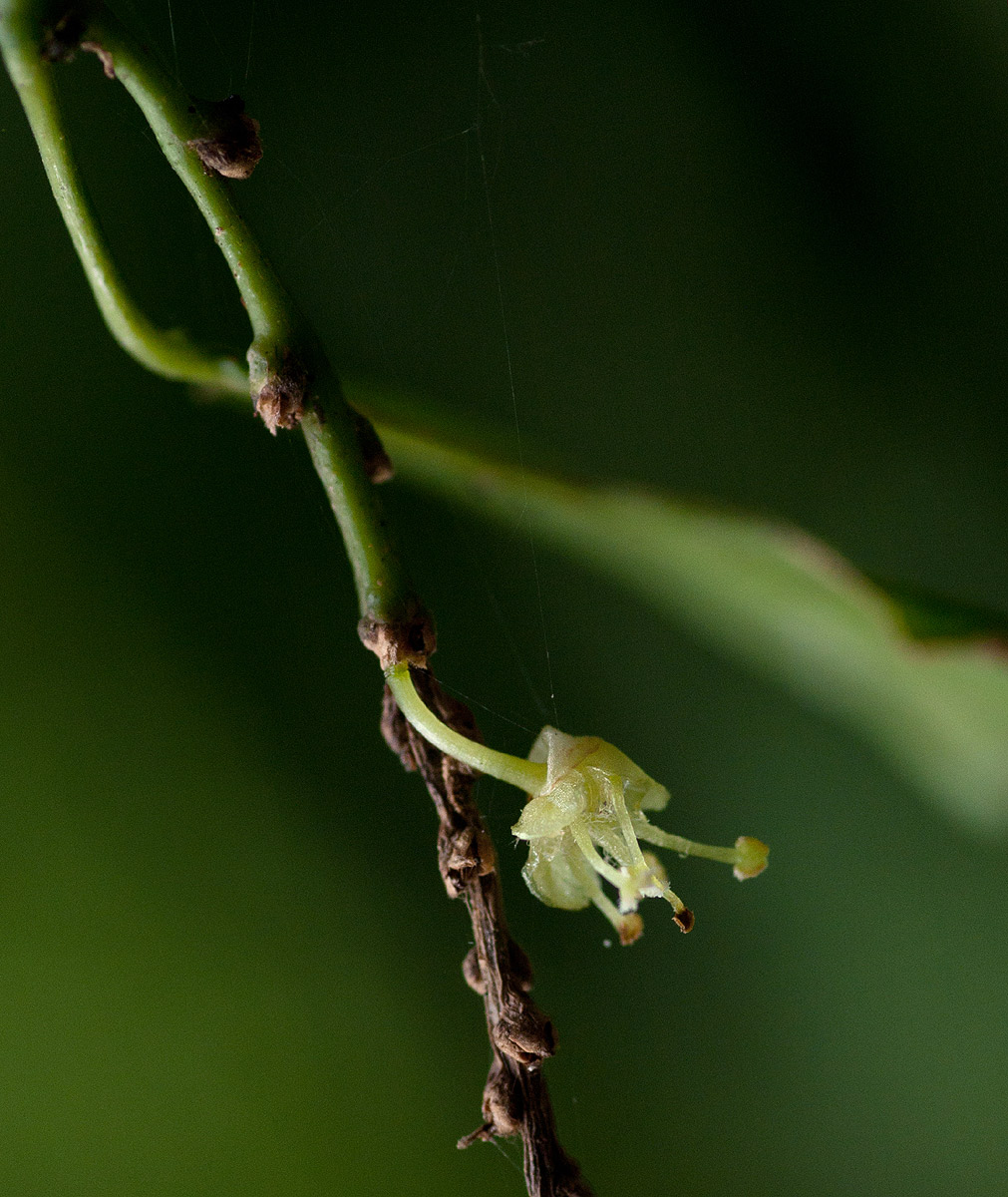 Tannodia swynnertonii