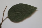 Tannodia swynnertonii