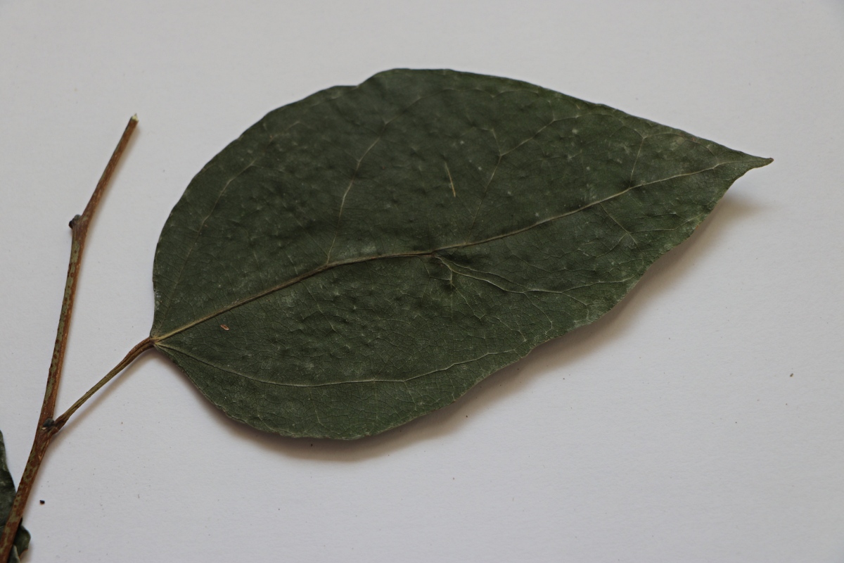 Tannodia swynnertonii