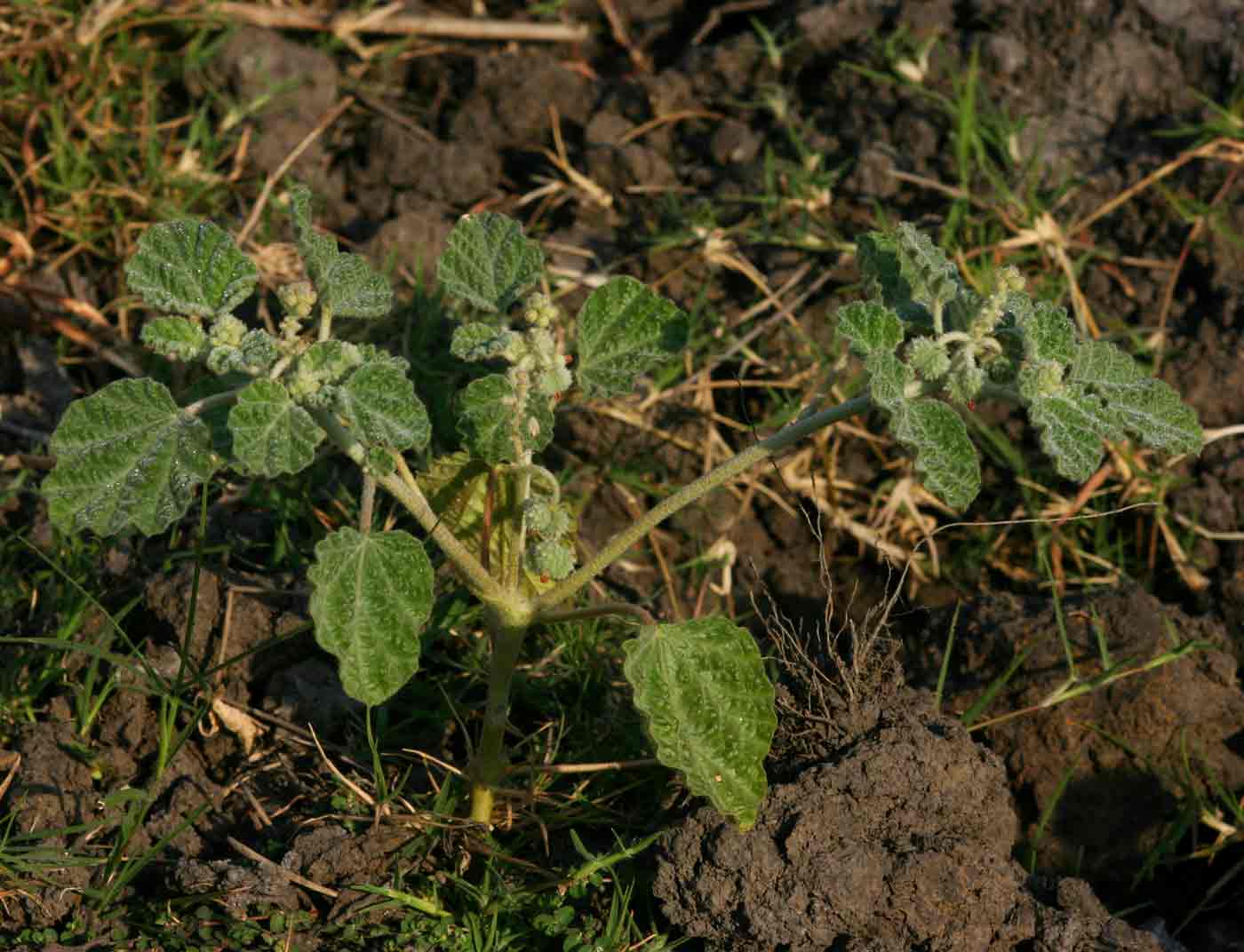 Chrozophora plicata