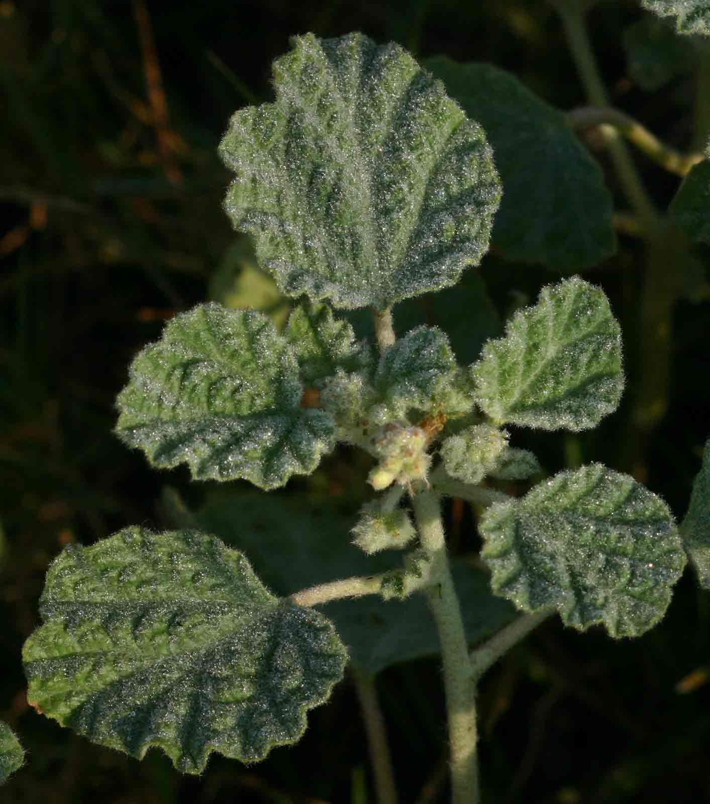Chrozophora plicata
