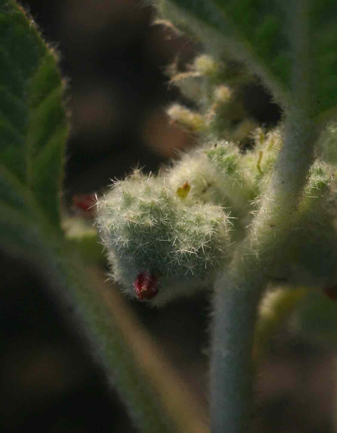 Chrozophora plicata