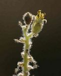 Chrozophora plicata