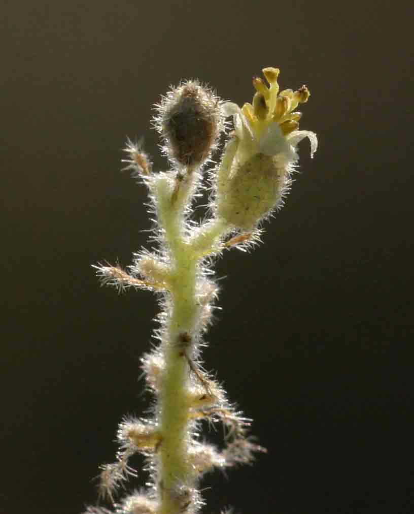 Chrozophora plicata