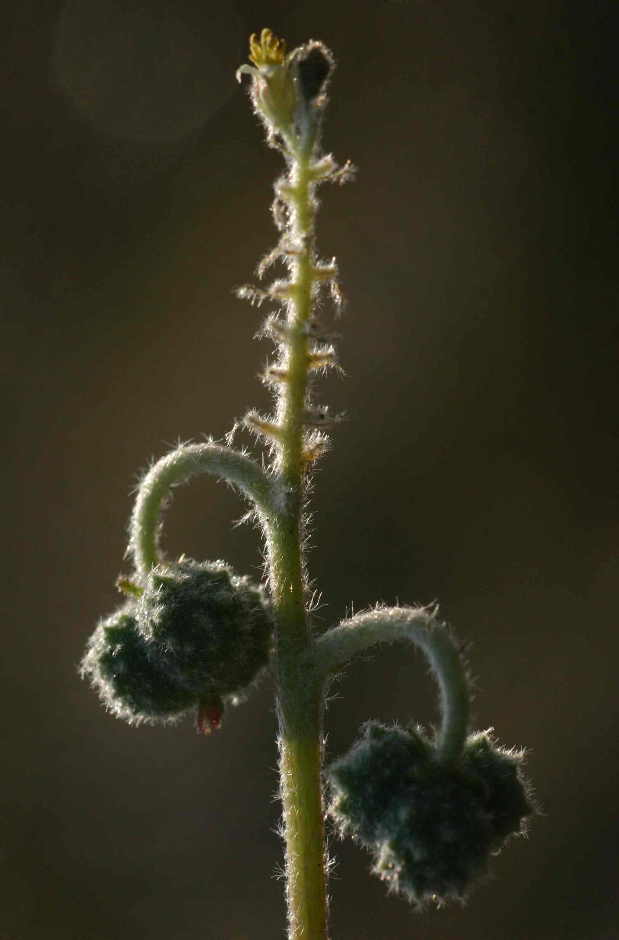 Chrozophora plicata