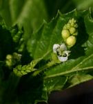 Caperonia stuhlmannii