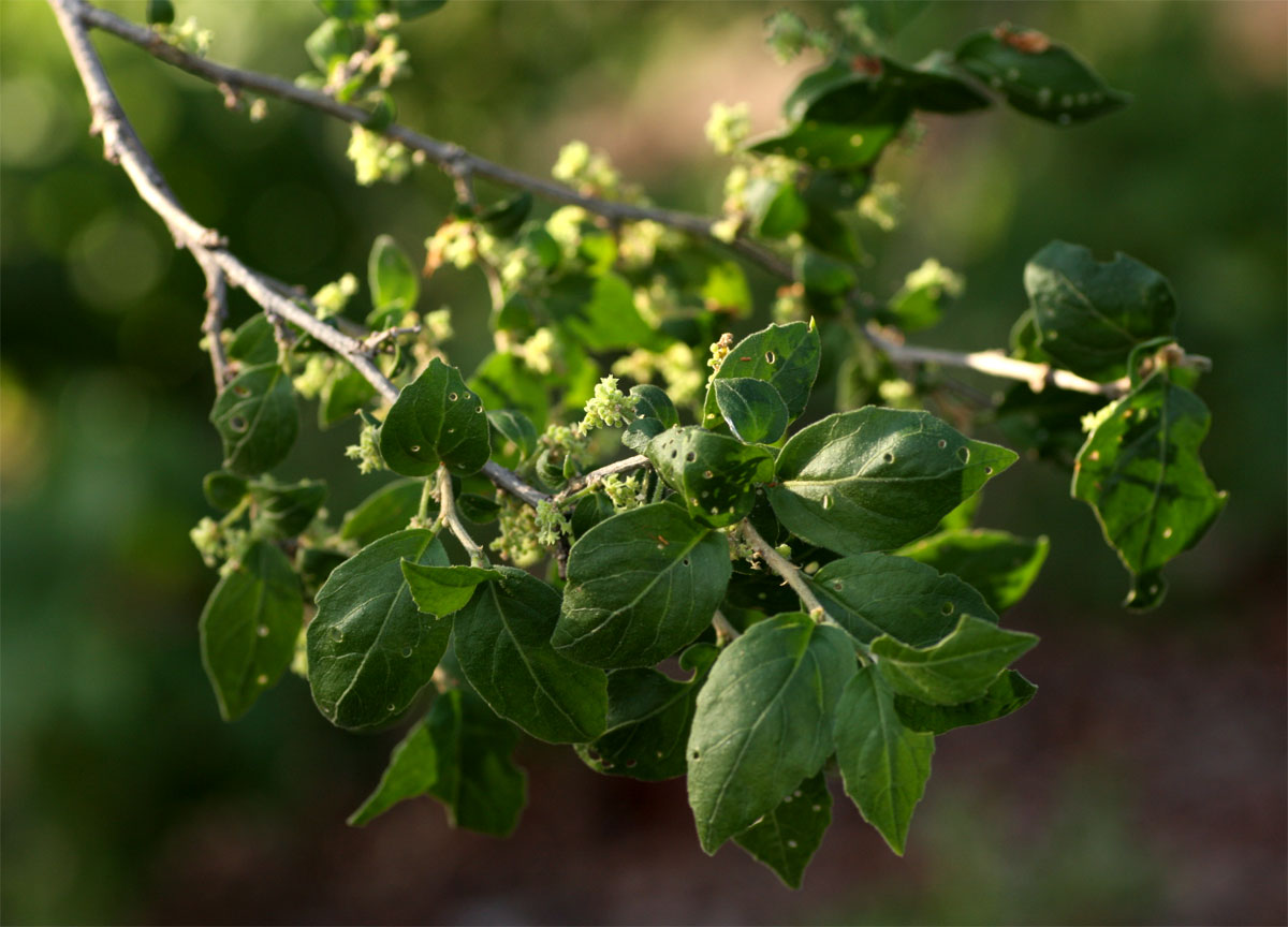 Erythrococca menyharthii