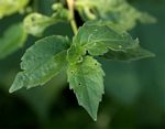 Erythrococca menyharthii