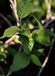 Erythrococca menyharthii