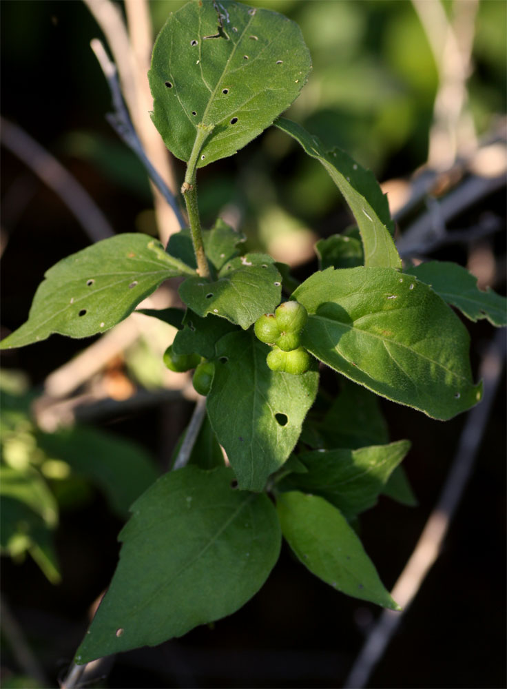 Erythrococca menyharthii