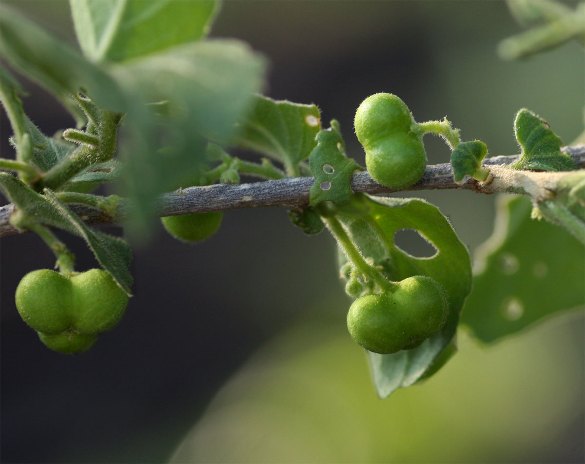 Erythrococca menyharthii
